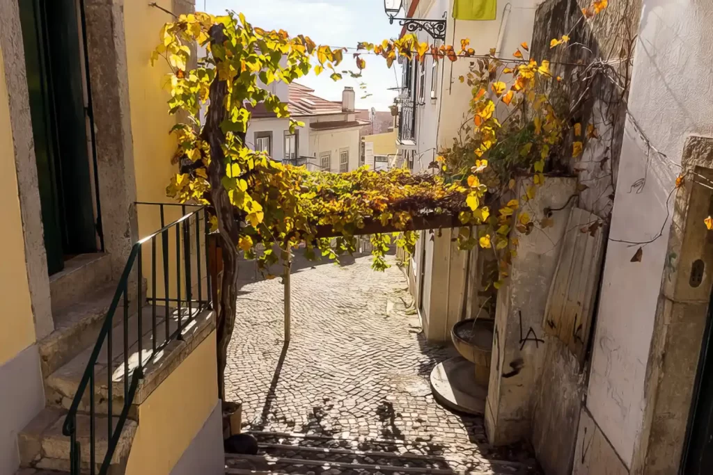 Traubenstock in Alfama