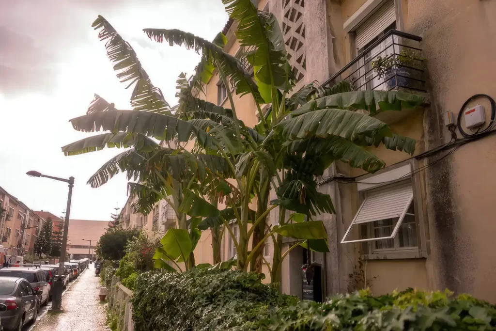 Bananenbaum in Lissabon