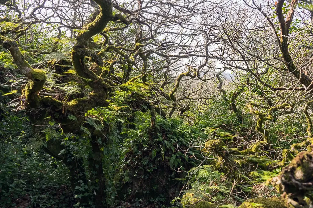 Der Pena Park in Sintra 9 13 Parque de Pena DSC06020