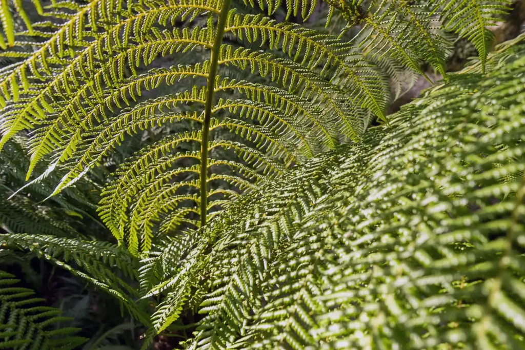 Der Pena Park in Sintra 3 Fern Tal in Sintra