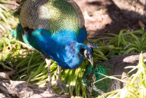 Sao Jorge Burg mit Pfau